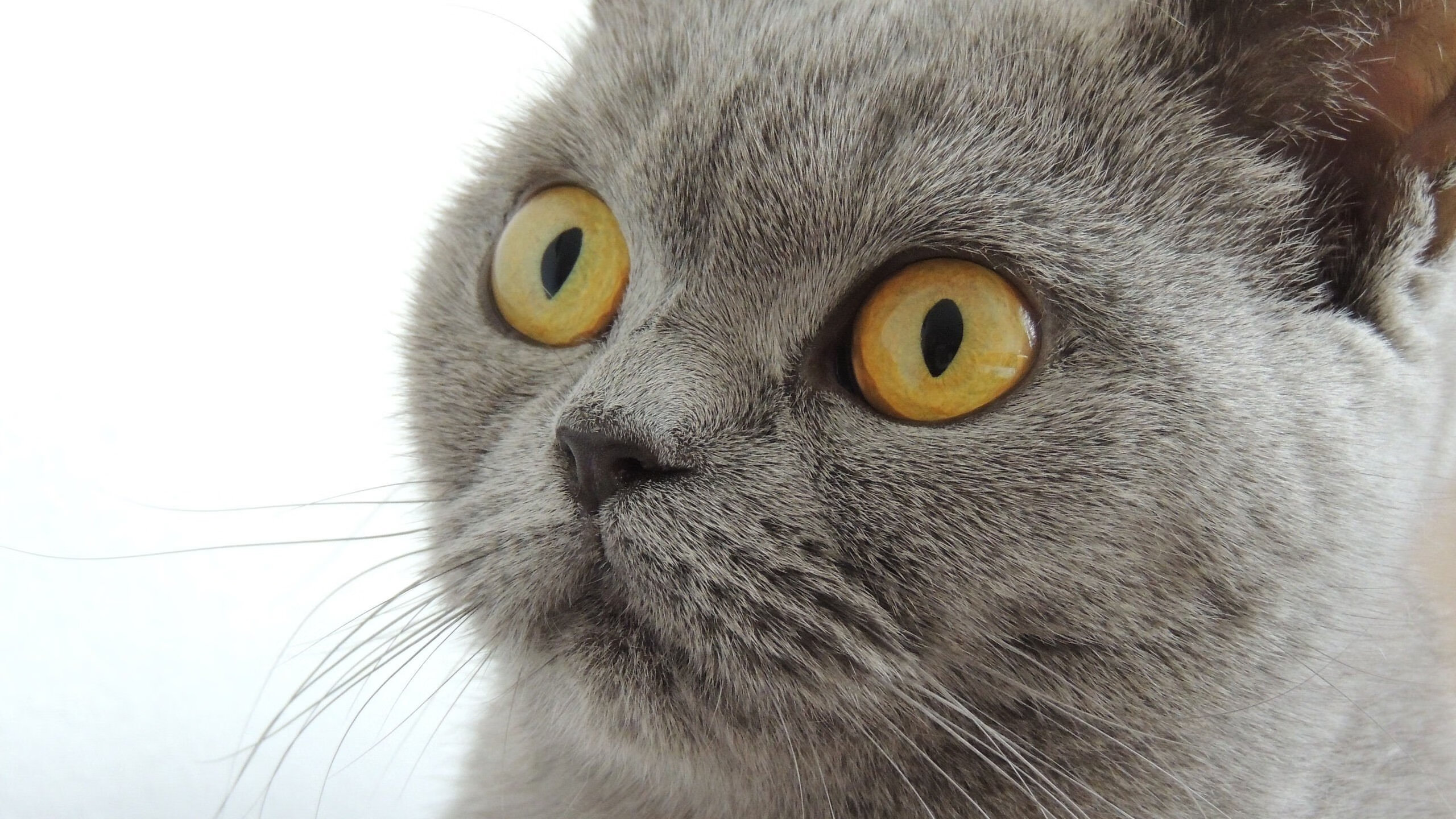 当巴萨的红蓝风暴遭遇郁金香防线,萨拉赫如何用金字塔尖的技艺统治一场国家级鏖战