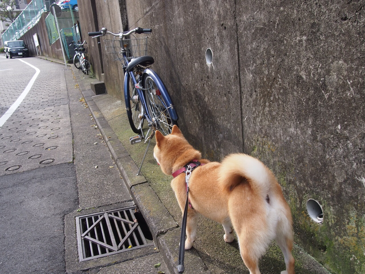 羽球史上的逆转神话,血性印尼与孤勇者辛杜