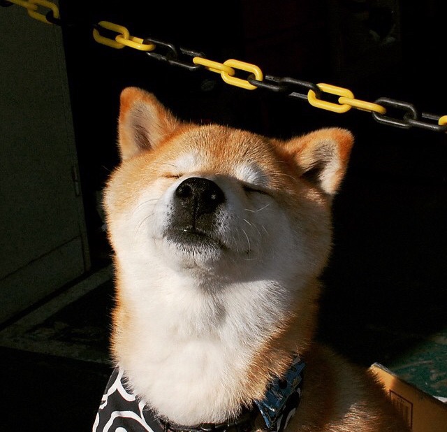 最后一攻竟是扣杀!足球场上演乒乓绝杀,瑞典队轻取葡萄牙,许昕成关键先生