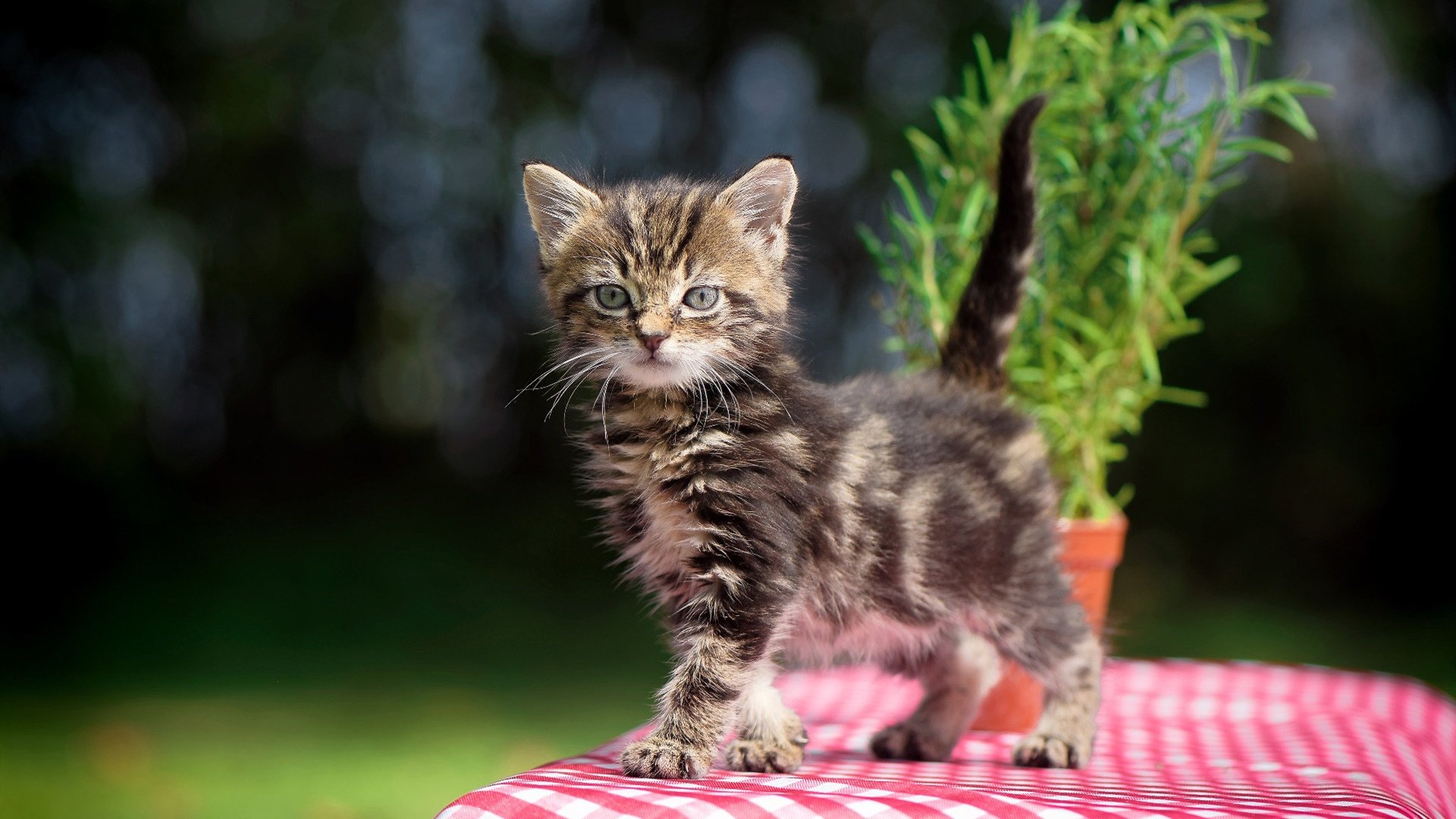 星河刻痕,当宿敌的剧本被一粒子弹洞穿