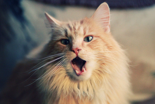 猎鹰展翅，风卷天山，当福克斯的个人星光，照亮了老鹰整体的胜利航路