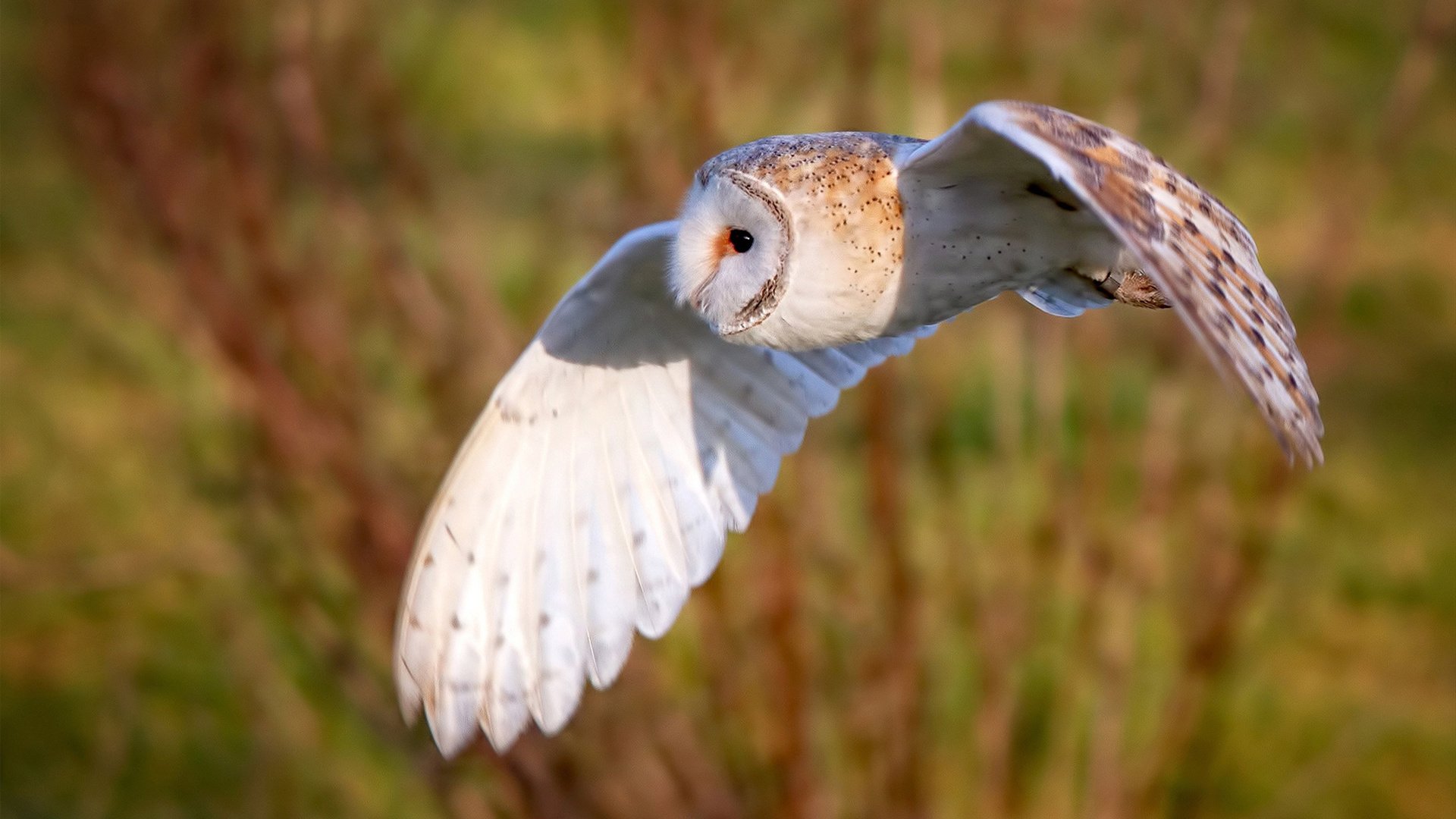 历史只等待这样的夜晚，文班亚马，临战状态与超新星的奇迹