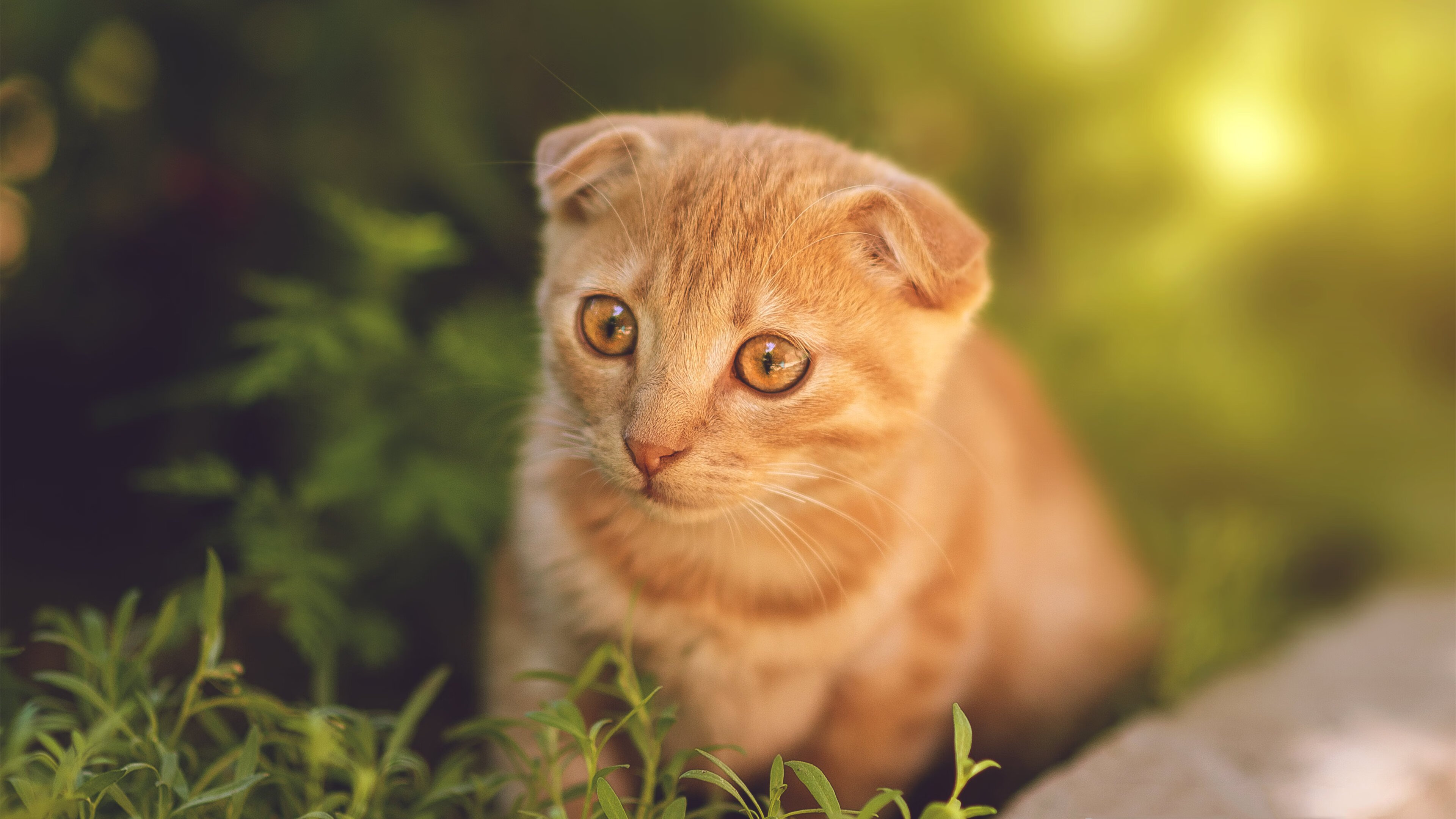 跨界传奇，广厦队力克鹈鹕，班凯罗季后赛接管比赛的唯一性盛宴