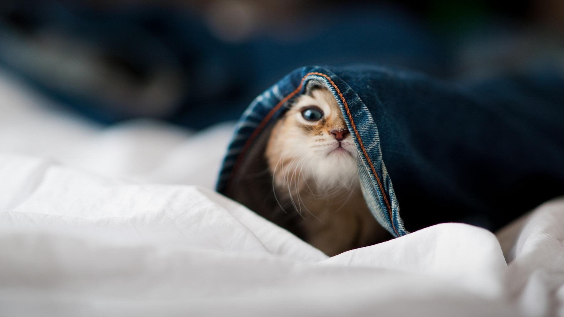 跨界巅峰，NBA总决赛上演雷霆对阵吉林队的史诗之战