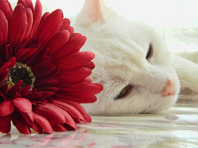 孤胆英雄霍勒迪临危救主，天山雄鹰逆风晋级震撼全场