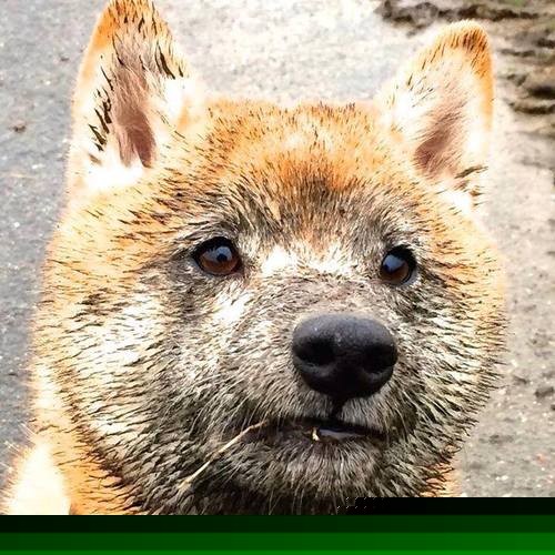 双城记，当骑士的钢铁洪流与福克斯的致命优雅共同诠释关键时刻的统治力