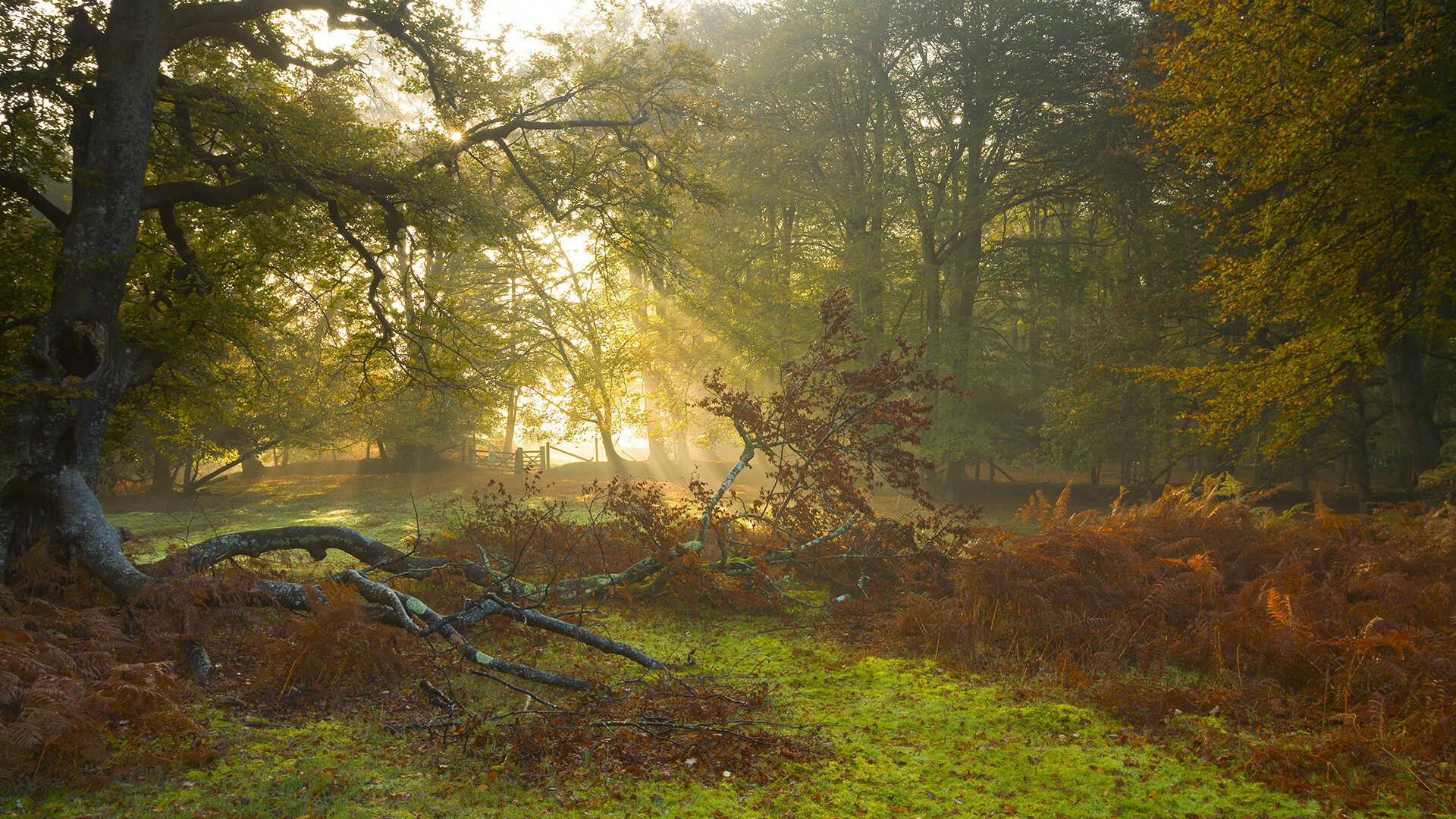 龙吟波特兰,莫兰特末节神迹铸就跨洋逆转,开拓者绝境翻盘浙江队
