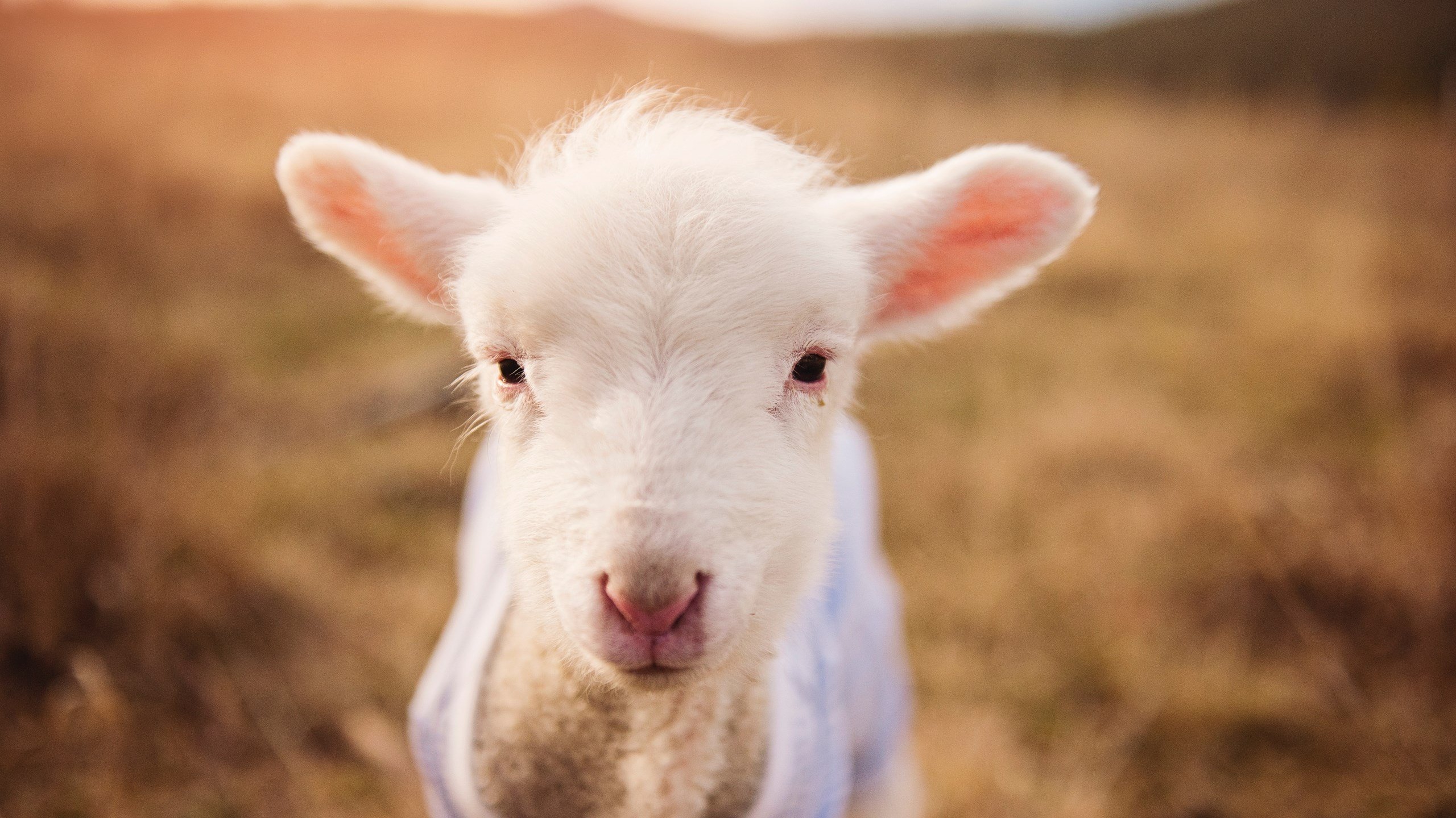 败者亦英雄，武切维奇在七分钟里让一座城市为其沉默与鼓掌