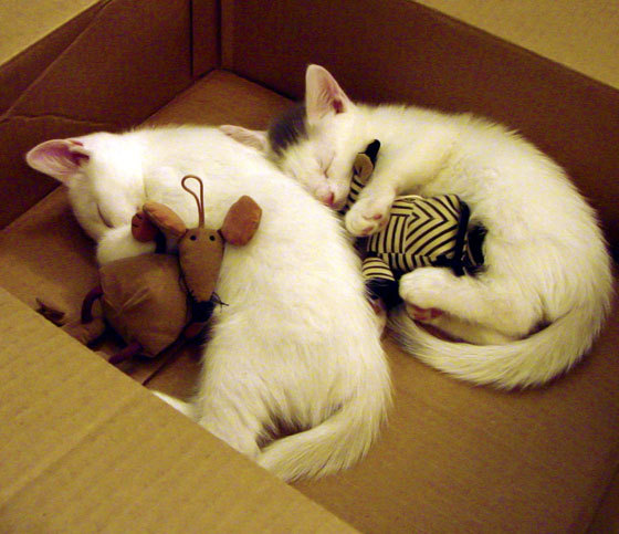 绝对爆冷！黄金左手阿劳霍三扑点球，沙特正面击溃西班牙