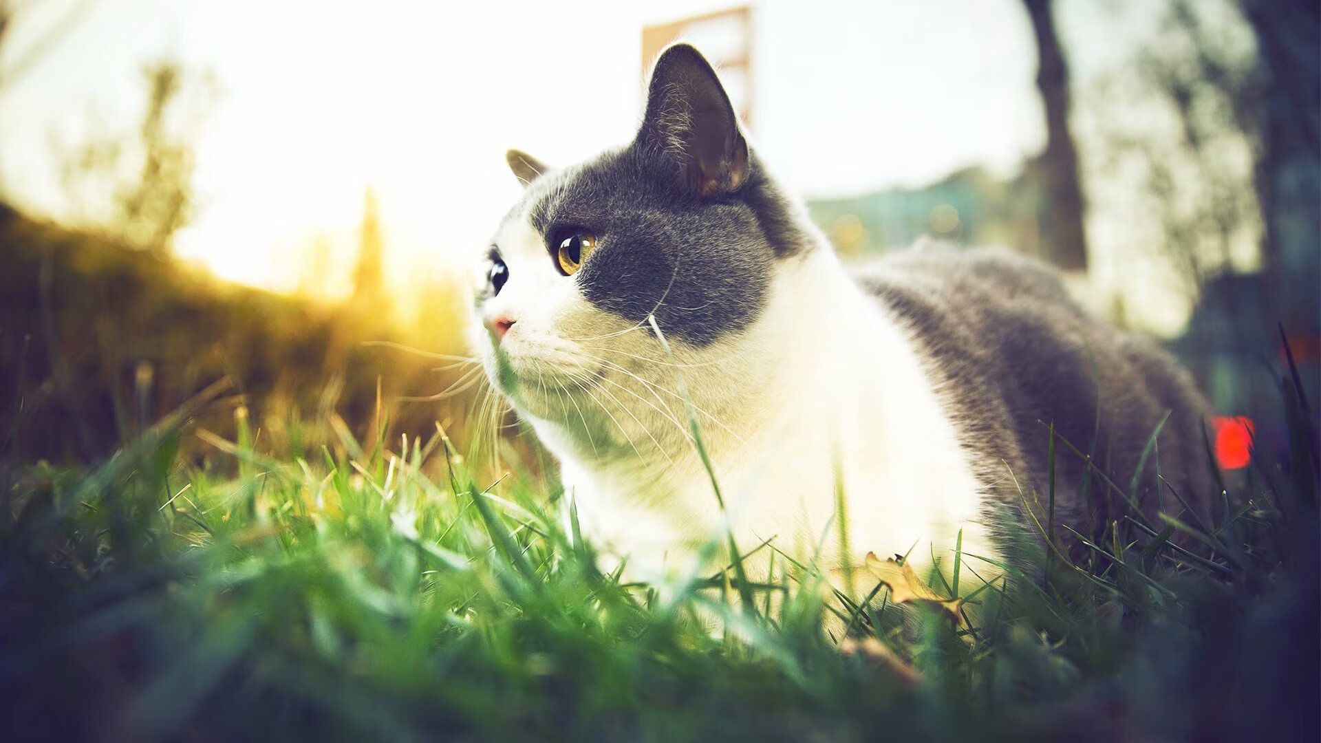 友谊赛暗藏杀机,巴雷拉一肩扛起加拿大,攻防铁幕让阿尔及利亚叹息