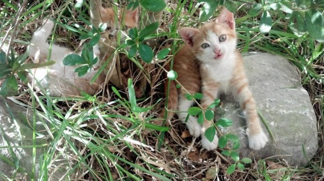 富安健洋接管F1赛道，阿森纳在争冠战役中如何跑赢牙买加飞人