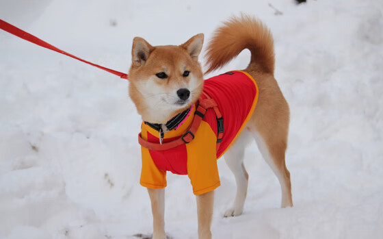 风暴眼布伦森，雷霆力克老鹰背后的关键先生