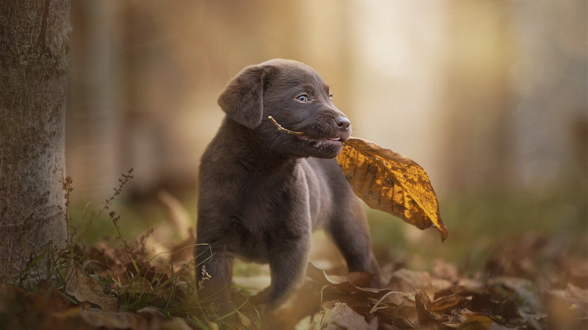 北欧神迹，冰岛逆袭弑神，温布利巨人轰然倒下