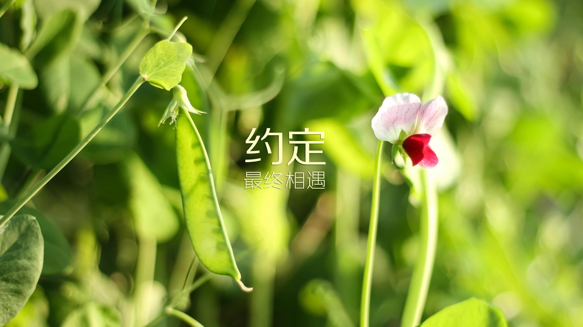 控球之魂,巴雷拉引领哥伦比亚在2026世界杯A组战中击溃摩洛哥