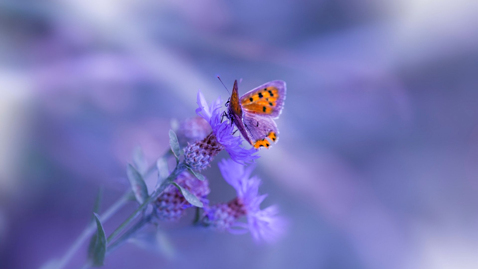 中场定乾坤,丹麦钢铁防线碾压哥斯达黎加,罗德里戈领衔2026世界杯出线关键战