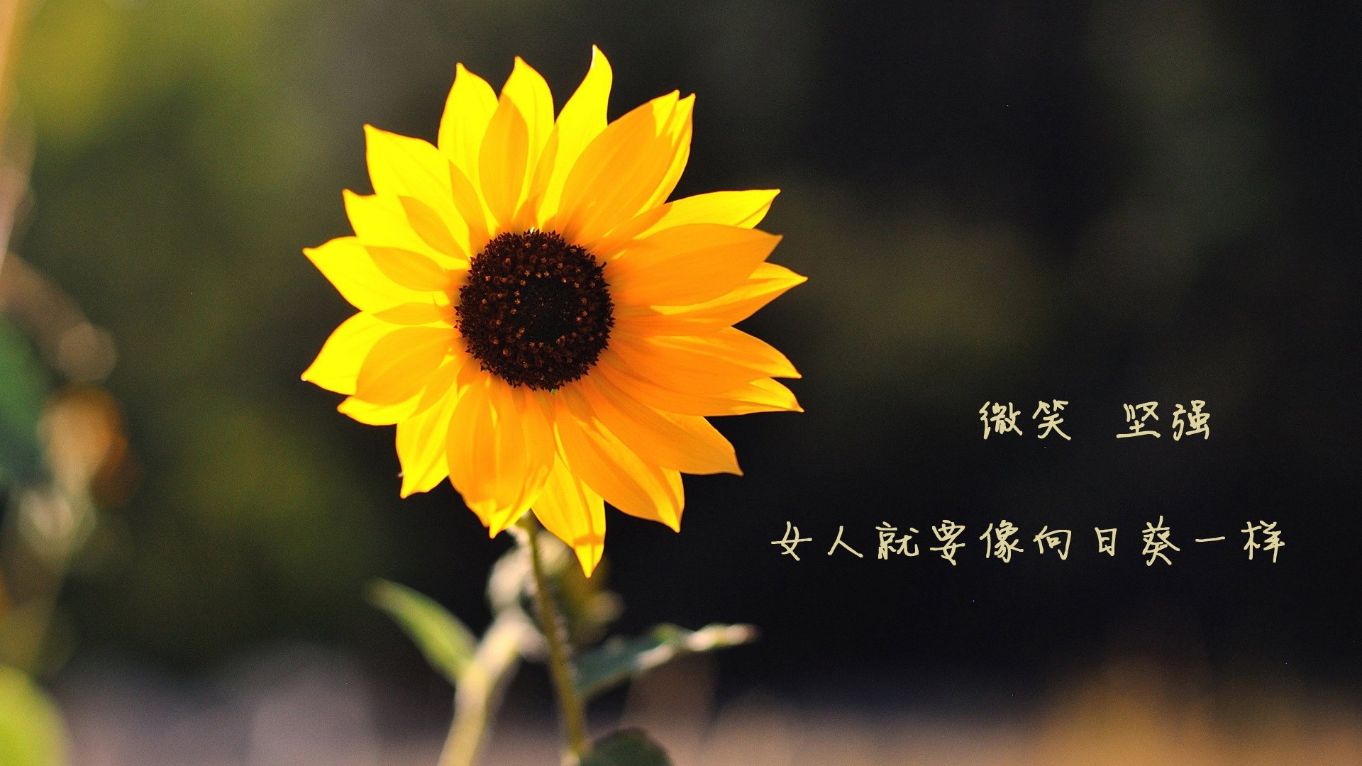 橙衣军团的唯一宣言,当荷兰用完美主义碾碎罗马尼亚,努涅斯便是那把唯一的钥匙